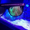 DD aquarium Coral Viewing Sunglassses sri lanka ar exotics marine aqiuarium 3