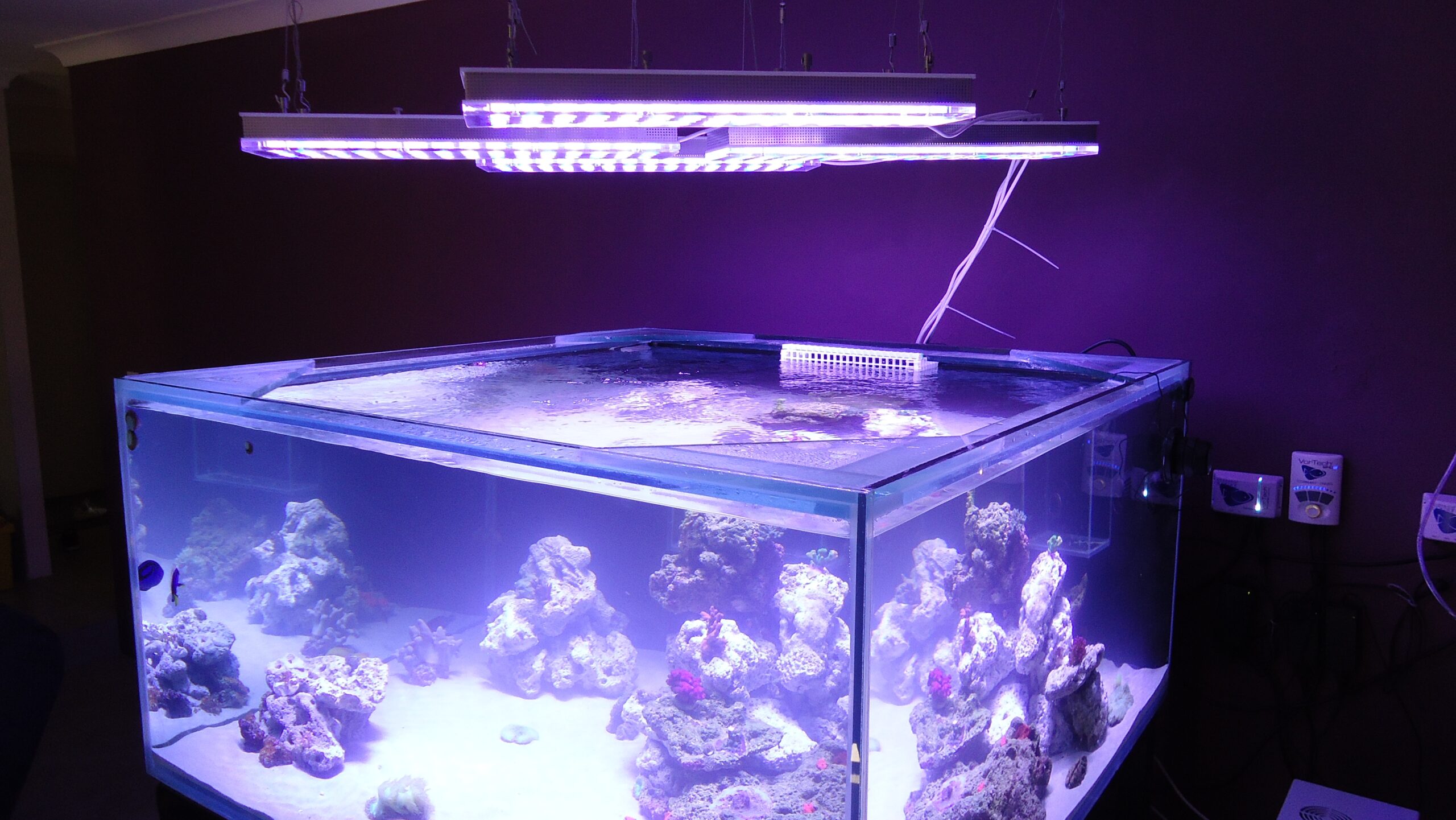 Acclimating Corals to LED Lights A R Exotics